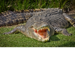 Reptile Foundation