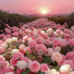 ᰔ ˚｡ ⋆ ୨ 🌷 ♡ .ᐟ .ᐟ ⋆ ˚