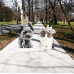The royal animals