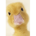 Duck Loving Group