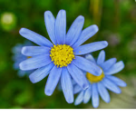 Flower groupy