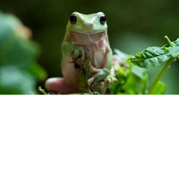 Johnathan The Frog Praising Area