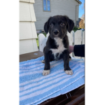 Puppypoopgroup