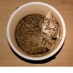 caaaaaaaaaaaaaaaaaaaaaaaaaaat