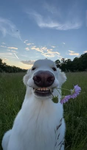 My Favorite Dogs