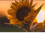 Sunflower squad/group!