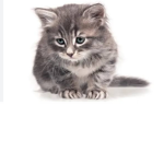 Üzgün kedi
