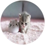 dontae if u like cats