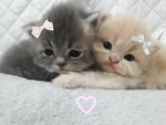 'Pawzz
