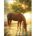 A group for people that love horses