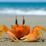 The Big Crab Eaters