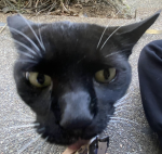 qtkittyland
