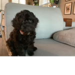 Crews puppy group