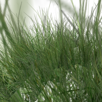Tall grass
