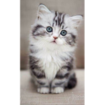 Holly's kittens