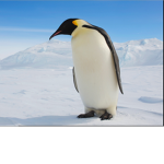 Kingpenguin116