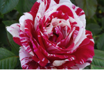 The Roses Giveaway!
