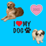 Dogs nice