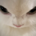 ml_gatinho