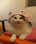 貓貓狗勾都很可愛