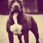 Pit Bull Dog