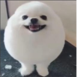 Фан группа eggdog