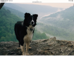 Pet care dog care