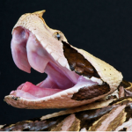 ~ Viper ~