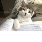 Huckleberry My Cat!