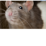 Rattttttttttzzzz