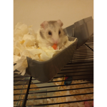 Christmas lilo