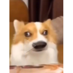 Geraldthefrog