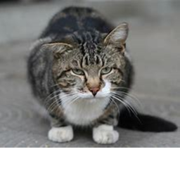 Worshiping the tabby