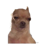 best doge in the world