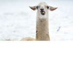 Llama Cult