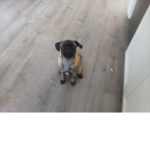 Pugs are the best pets