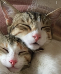 lupakpupaks cat group
