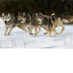therian wolf’s only
