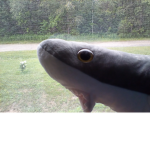 Lava Sharky