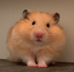 Hamster's buddy