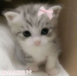 .mimi's angels.