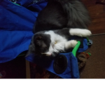 Cats Only and Me