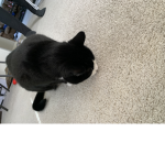 Freddy group (my kitty)
