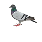 Pigeon Games