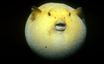 fish world23