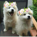 ~*Puppy Paradise*~