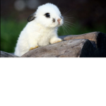 AnimalAppreciators