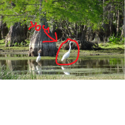 Swamp VR