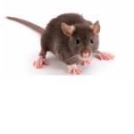 my little rats <3