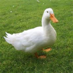 mallard